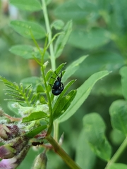 Eutrichapion punctigerum