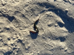 Pseudonereis variegata