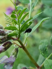 Eutrichapion punctigerum
