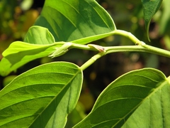 Dalbergia ecastaphyllum