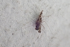 Empicoris culiciformis