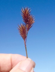 Thamnochortus insignis