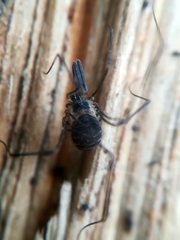 Mitostoma chrysomelas