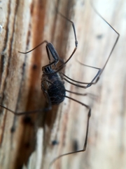 Mitostoma chrysomelas