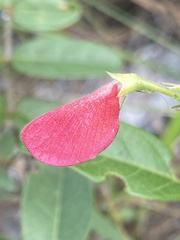 Tephrosia florida image