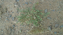 Anabasis brevifolia