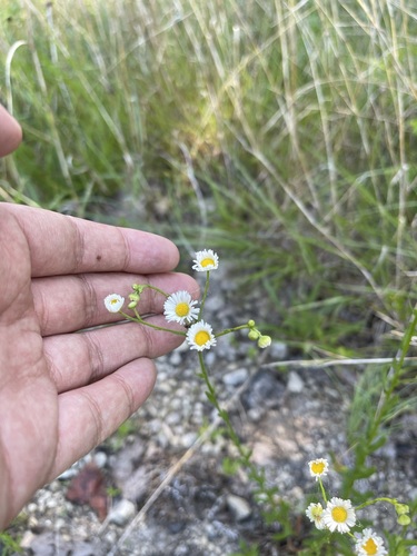 Image of Erigeron allisonii by (c) Brandon Corder, some rights reserved (CC BY)
