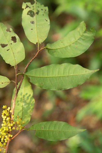 Iryanthera laevis