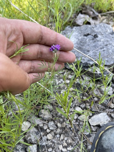 Image of Dalea gattingeri by (c) Brandon Corder, some rights reserved (CC BY)