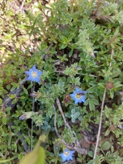 Gentiana squarrosa