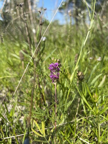 Image of Dalea gattingeri by (c) Brandon Corder, some rights reserved (CC BY)