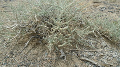 Reaumuria songarica