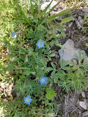 Gentiana squarrosa
