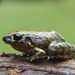 Chimbo Frog - Photo (c) Keyko Cruz, some rights reserved (CC BY-NC), uploaded by Keyko Cruz