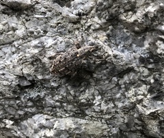 Ithycerus noveboracensis