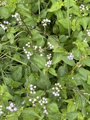 Ageratum conyzoides image