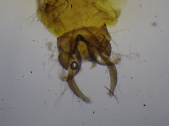 Dicrotendipes modestus