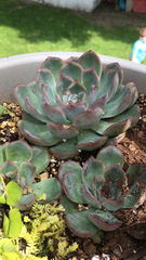 Echeveria pulidonis