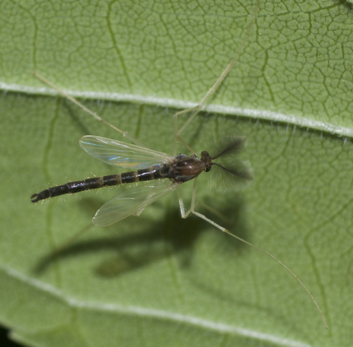 Photograph of Tribelos