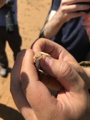 Phrynocephalus guttatus