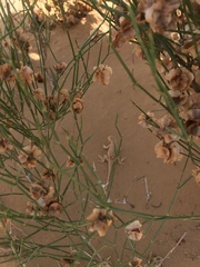 Phrynocephalus guttatus