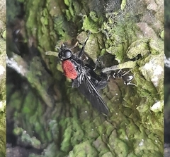 Clitellaria ephippium