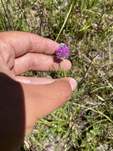 Image of Dalea gattingeri by (c) Brandon Corder, some rights reserved (CC BY)
