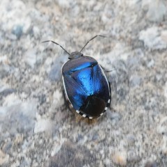 Canthophorus melanopterus