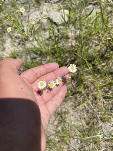 Image of Erigeron allisonii by (c) Brandon Corder, some rights reserved (CC BY)