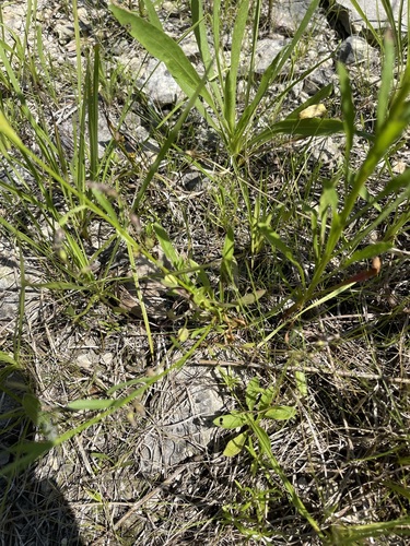 Image of Erigeron allisonii by (c) Brandon Corder, some rights reserved (CC BY)