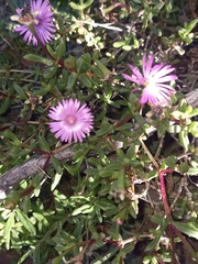 Delosperma virens