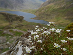 Saxifraga hypnoides