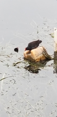 Gallinula galeata