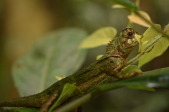 Gonocephalus kuhlii
