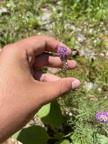 Image of Dalea gattingeri by (c) Brandon Corder, some rights reserved (CC BY)