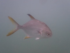 Trachinotus blochii