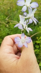 Delphinium tricorne