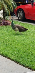 Pavo cristatus