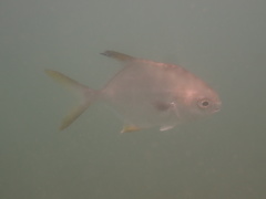 Trachinotus blochii