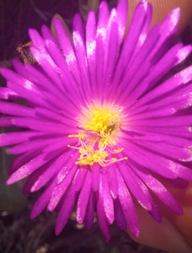 Image of Lampranthus pauciflorus by (c) kevin koen, some rights reserved (CC BY-SA)