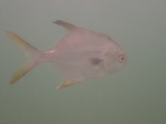 Trachinotus blochii