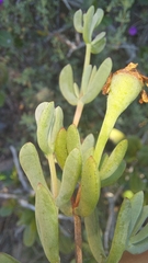 Lampranthus pauciflorus