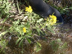Erysimum cheiranthoides