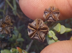 Lampranthus pauciflorus