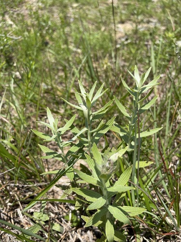 Image of Lithospermum molle by (c) Brandon Corder, some rights reserved (CC BY)