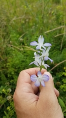 Delphinium tricorne
