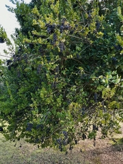 Notanthera heterophyllus