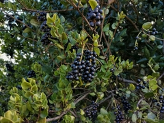 Notanthera heterophyllus