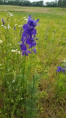 Delphinium tricorne