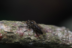 Leptarthrus brevirostris